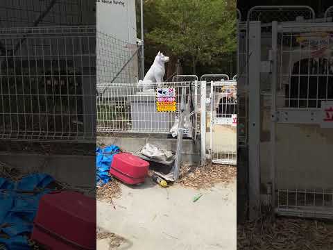 権蔵バチ(YouTube)