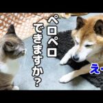 突然飛び掛かったり「んー」と鳴いたりな姫猫の気持ちがわかる兄猫は男前すぎます(YouTube)