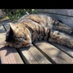 １年進歩なしの猫と大きく成長した猫(YouTube)