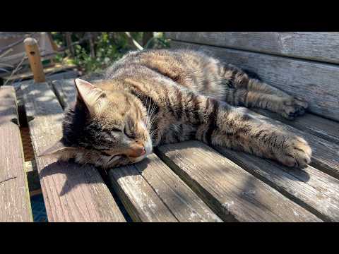 １年進歩なしの猫と大きく成長した猫(YouTube)