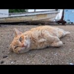 船の墓場にいた茶トラ猫ちゃん、会うと喜んで足元にゴロンと寝転んで撫でられる(YouTube)