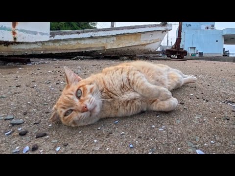 船の墓場にいた茶トラ猫ちゃん、会うと喜んで足元にゴロンと寝転んで撫でられる(YouTube)