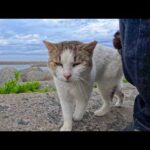 防波堤に上るとテトラポットの上で寝ていた猫がモフられに出てきた(YouTube)
