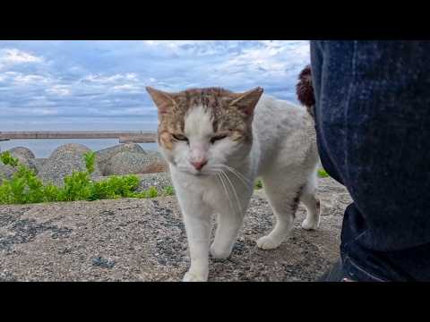 防波堤に上るとテトラポットの上で寝ていた猫がモフられに出てきた(YouTube)