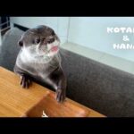これがカワウソ達のいつものモーニングルーティン　Otters Reveal Their Quirky Morning Routine(YouTube)