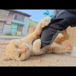 手袋でじゃれると見せかけてマイクを奪おうとする茶トラ猫ちゃん(YouTube)