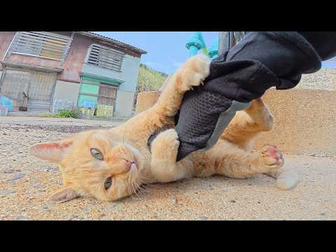 手袋でじゃれると見せかけてマイクを奪おうとする茶トラ猫ちゃん(YouTube)