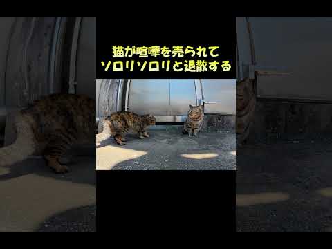 猫が喧嘩を売られてソロリソロリと退散する #猫 #ねこ #cat(YouTube)