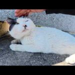 チョビ髭猫のゴロゴロ音を録音したらマイクをパクられそうになった(YouTube)