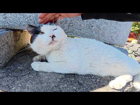 チョビ髭猫のゴロゴロ音を録音したらマイクをパクられそうになった(YouTube)