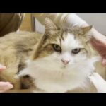 謎の長～い毛の束が発見される猫(YouTube)