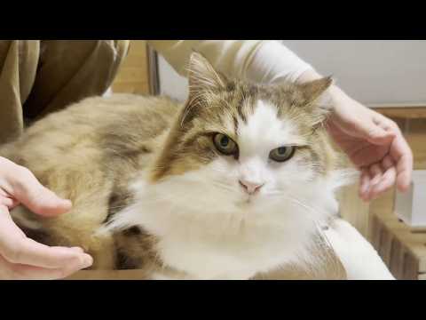 謎の長～い毛の束が発見される猫(YouTube)