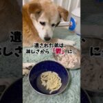 悪性癌の兄弟犬…(YouTube)