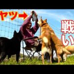 元噛み犬の群れにオヤツ持って入った飼い主の末路(YouTube)
