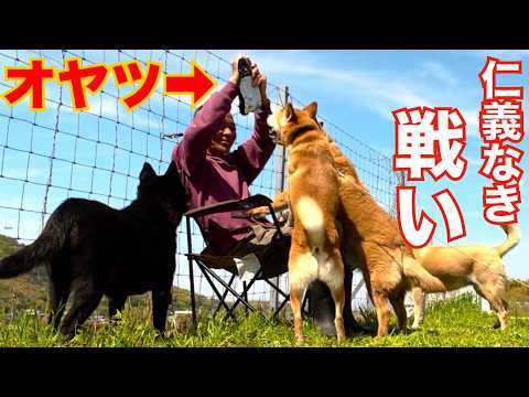 元噛み犬の群れにオヤツ持って入った飼い主の末路(YouTube)