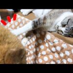 子猫みたいなイタズラ好きの姫猫が弟猫にお姉ちゃんらしく接してくれました(YouTube)
