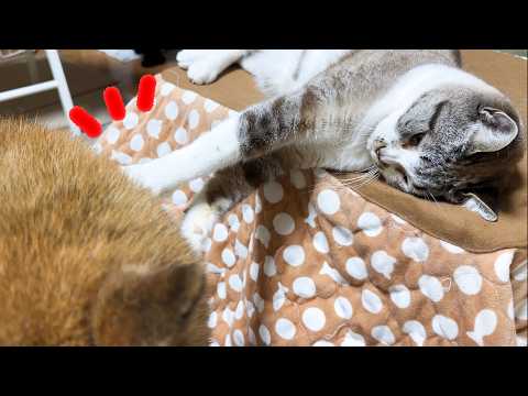 子猫みたいなイタズラ好きの姫猫が弟猫にお姉ちゃんらしく接してくれました(YouTube)
