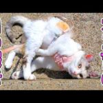 ネコ吉の目の病気で最近新たな変化が表れ始めた件と虹彩メラノーシスについて(YouTube)