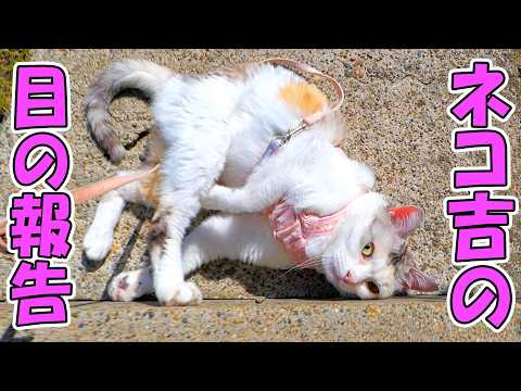 ネコ吉の目の病気で最近新たな変化が表れ始めた件と虹彩メラノーシスについて(YouTube)