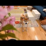 青森は桜が満開に🌸ハチ家の室内お花見会はこちら🍡(YouTube)
