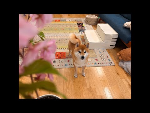 青森は桜が満開に🌸ハチ家の室内お花見会はこちら🍡(YouTube)