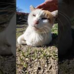 公園の猫ちゃん撫でるとゴロゴロ言ってカワイイ(YouTube)