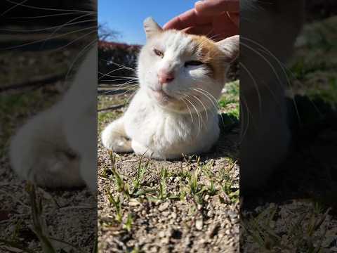 公園の猫ちゃん撫でるとゴロゴロ言ってカワイイ(YouTube)