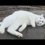 青い瞳の白猫ボスが新入り猫に挨拶して公園をパトロールする(YouTube)