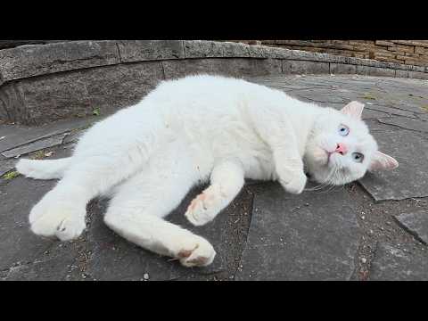 青い瞳の白猫ボスが新入り猫に挨拶して公園をパトロールする(YouTube)