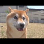 柴犬が庭で大変なことになりました(YouTube)