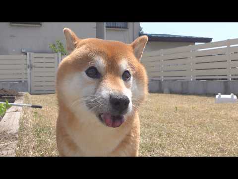 柴犬が庭で大変なことになりました(YouTube)