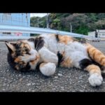 毎回ちゃんと挨拶してくれる港の三毛猫ちゃんが可愛すぎた件(YouTube)