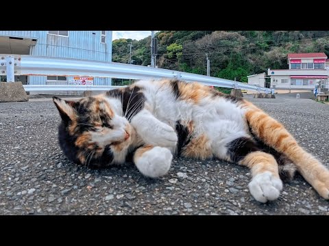 毎回ちゃんと挨拶してくれる港の三毛猫ちゃんが可愛すぎた件(YouTube)