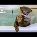 遊び方のクセが強いカワウソにいいものあげた！　Two Otters Love Water in Their Own Special Ways(YouTube)