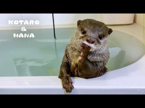 遊び方のクセが強いカワウソにいいものあげた！　Two Otters Love Water in Their Own Special Ways(YouTube)