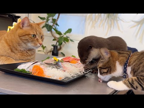 カワウソさくら10歳の誕生日！記念にご馳走とプレゼントを用意したよ！ Otter Sakura’s 10th Birthday!(YouTube)