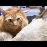 大好きな柴犬のお毛毛に顔をうずめちゃう茶トラ猫(YouTube)