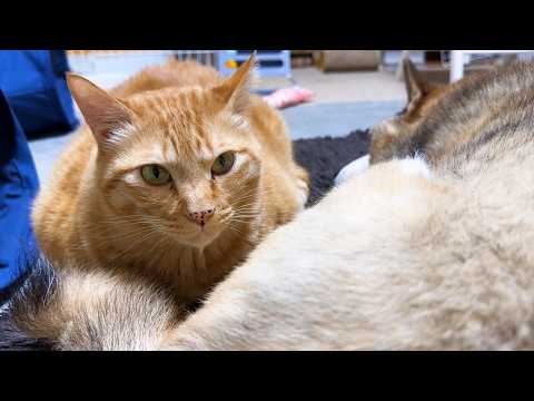 大好きな柴犬のお毛毛に顔をうずめちゃう茶トラ猫(YouTube)