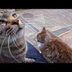 島の自販機で缶コーヒー買って石段の上に座ればそこはもう猫カフェ(YouTube)