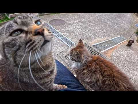 島の自販機で缶コーヒー買って石段の上に座ればそこはもう猫カフェ(YouTube)