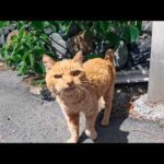 茶トラ猫軍団の勢力下だった石のベンチ、今では軍団の力が落ちぶれてベンチに上がることも出来ない茶トラ猫もいます(YouTube)