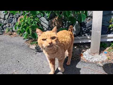 茶トラ猫軍団の勢力下だった石のベンチ、今では軍団の力が落ちぶれてベンチに上がることも出来ない茶トラ猫もいます(YouTube)
