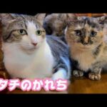 アタチのかれち  ウグイスもご堪能下さいませ   2026 04 14 1(YouTube)