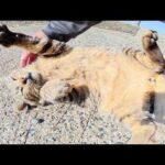 キジトラ猫をモフっていたらヘソ天ポーズのままフリーズした(YouTube)