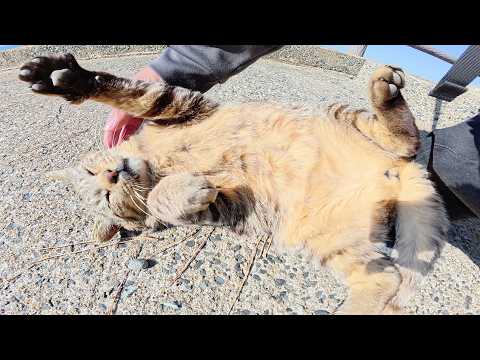 キジトラ猫をモフっていたらヘソ天ポーズのままフリーズした(YouTube)