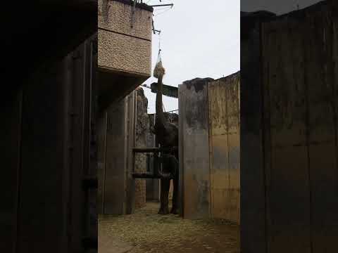 アフリカゾウの高所フィーダー（ヘイネット）：多摩動物公園　#多摩動物公園 #アフリカゾウ #ゾウ #フィーダー #給餌器 #エンリッチメント #動物園(YouTube)