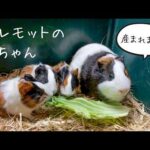 【祝】小さな小さなモルモットたち🐹ふわふわで可愛い赤ちゃんが産まれました🍼(YouTube)
