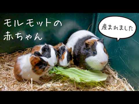 【祝】小さな小さなモルモットたち🐹ふわふわで可愛い赤ちゃんが産まれました🍼(YouTube)