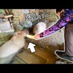 有名な演歌歌手に身を乗り出してもらってまでエサをもらうカピバラたち【大地あきおさん】(YouTube)