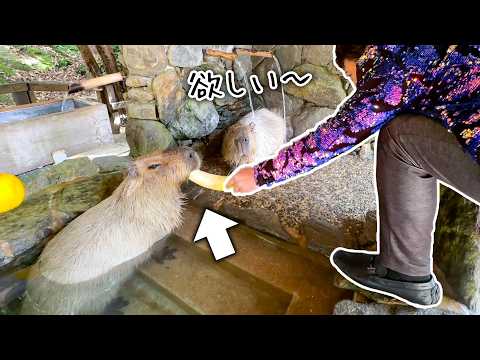 有名な演歌歌手に身を乗り出してもらってまでエサをもらうカピバラたち【大地あきおさん】(YouTube)